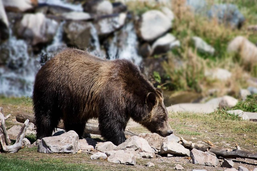 Medvěd hnědý grizzly