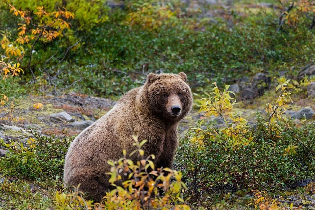 Medvěd grizzly