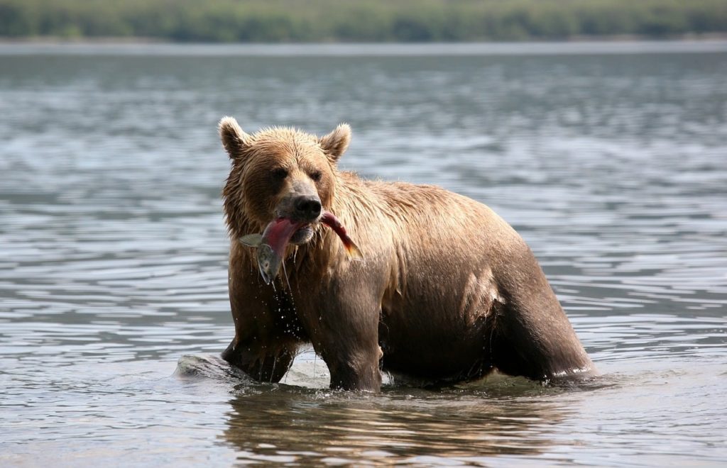 Medvěd grizzly na lovu