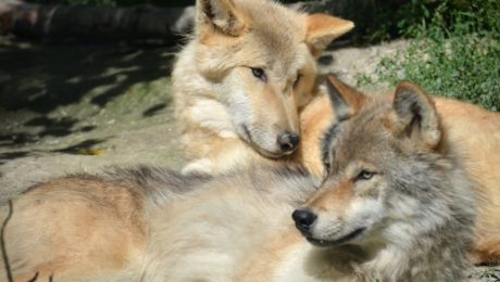 chovná stanice pro vlky v Kanadě